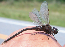 Taper-tailed Darner